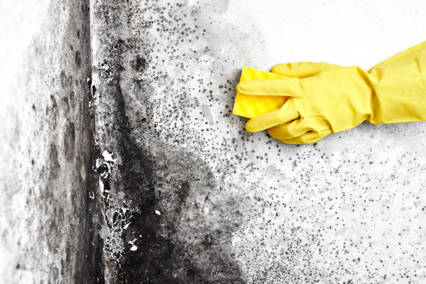 Professional Mold Removal in Cambria, CA