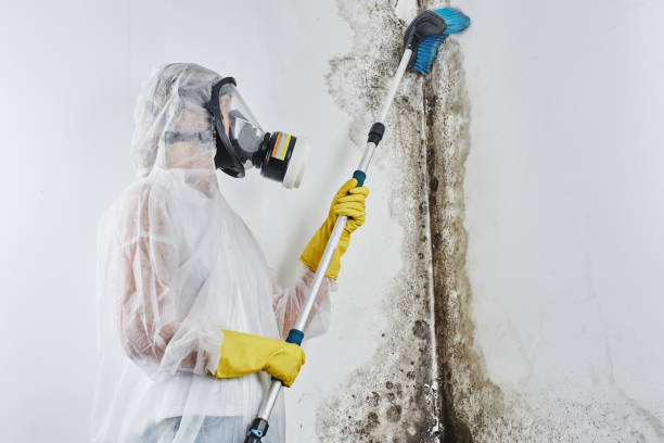 Best Emergency Mold Removal  in Mbria, CA
