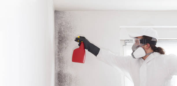 Best Professional Mold Removal  in Mbria, CA