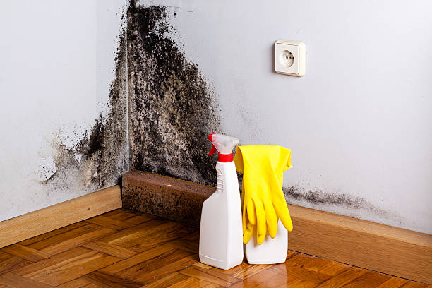 Certified Mold Removal in Cambria, CA