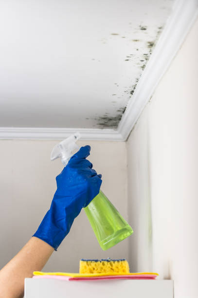 Best Same-Day Mold Removal  in Mbria, CA